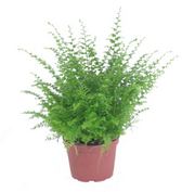 Green Fantasy Fern